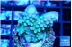 Acropora humilis big finger green purple 2-3 cm WYSIWYG acclimaté
