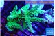 Acropora green purple 7-10 cm WYSIWYG acclimaté