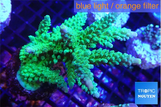Acropora green purple 7-10 cm WYSIWYG acclimaté