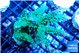 Acropora green purple 7-10 cm WYSIWYG acclimaté