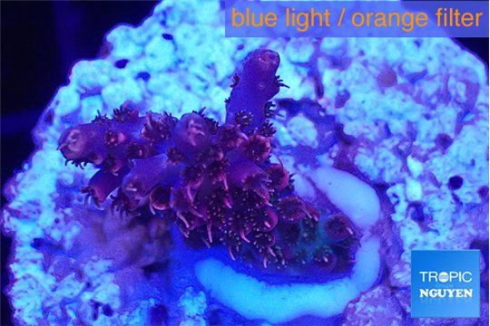 Acropora hyacinthus pink 2-4 cm WYSIWYG acclimaté