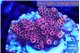 Acropora hyacinthus pink 2-4 cm WYSIWYG acclimaté