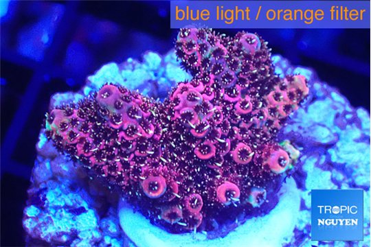 Acropora hyacinthus pink 2-4 cm WYSIWYG acclimaté