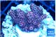 Acropora hyacinthus pink 2-4 cm WYSIWYG acclimaté