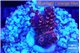 Acropora hyacinthus pink 2-4 cm WYSIWYG acclimaté
