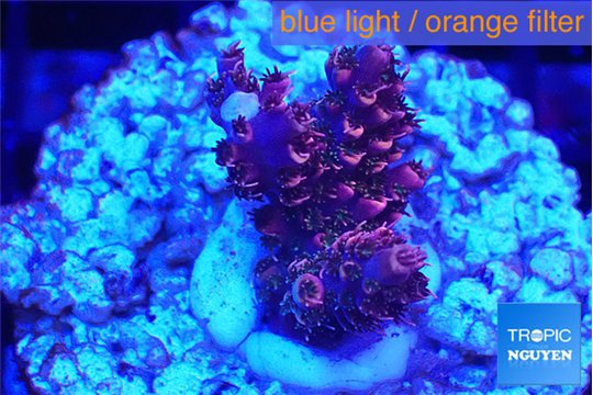Acropora hyacinthus pink 2-4 cm WYSIWYG acclimaté