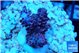 Acropora hyacinthus pink 2-4 cm WYSIWYG acclimaté