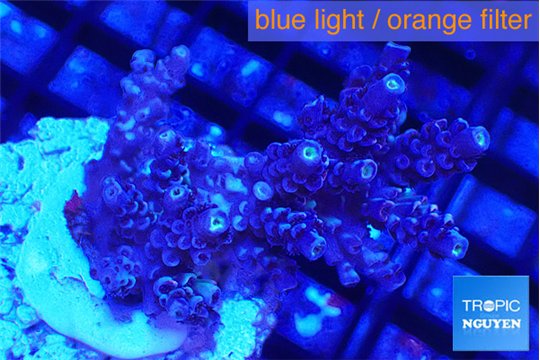 Acropora Walt Disney 3-4 cm WYSIWYG acclimaté