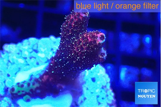 Acropora hyacinthus pink 2-4 cm WYSIWYG acclimaté