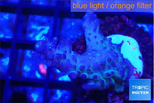 Acropora purple 2-4 cm WYSIWYG acclimaté