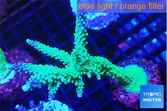 Acropora green & purple tip 6-9 cm WYSIWYG acclimaté