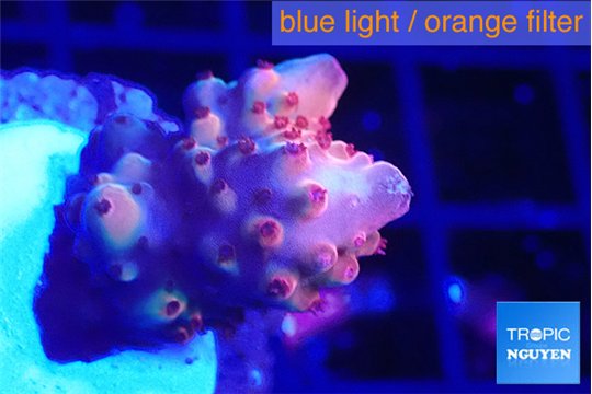 Acropora cherry pop 2-4 cm WYSIWYG acclimaté