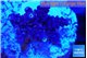Acropora Walt Disney 2-4 cm WYSIWYG acclimaté