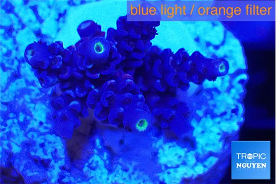 Acropora Walt Disney 2-4 cm WYSIWYG acclimaté