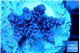 Acropora Walt Disney 2-4 cm WYSIWYG acclimaté