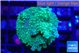 Acropora green & purple tip 3-4 cm WYSIWYG acclimaté