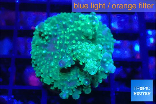 Acropora green & purple tip 3-4 cm WYSIWYG acclimaté