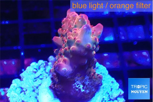 Acropora cherry pop 2-4 cm WYSIWYG acclimaté