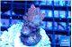 Acropora cherry pop 2-4 cm WYSIWYG acclimaté