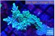 Acropora joker 4-6 cm WYSIWYG acclimaté