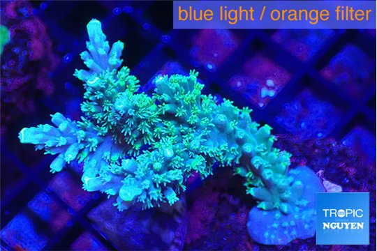 Acropora joker 4-6 cm WYSIWYG acclimaté