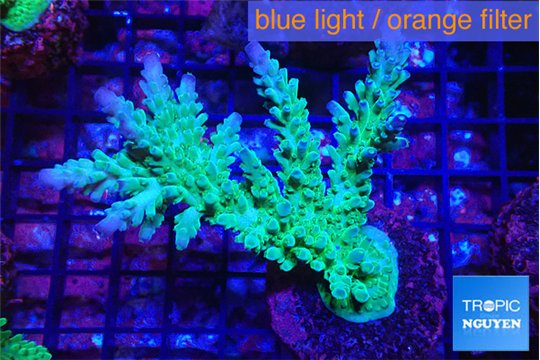 Acropora green & purple tip 6-9 cm WYSIWYG acclimaté