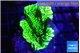 Montipora green 3-4 cm WYSIWYG acclimaté