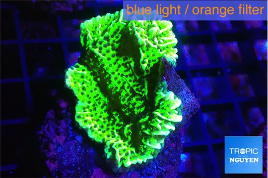 Montipora green 3-4 cm WYSIWYG acclimaté