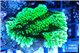 Montipora green 3-4 cm WYSIWYG acclimaté