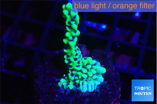Montipora green & purple polyps 3-4 cm WYSIWYG acclimaté