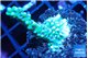 Montipora green & purple polyps 3-4 cm WYSIWYG acclimaté