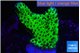 Montipora green 3-4 cm WYSIWYG acclimaté