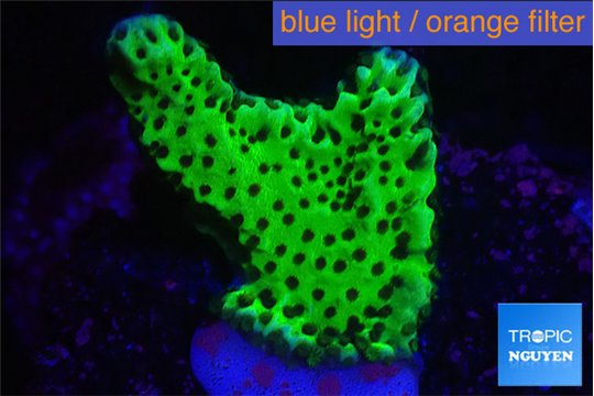 Montipora green 3-4 cm WYSIWYG acclimaté