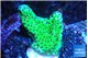Montipora green 3-4 cm WYSIWYG acclimaté