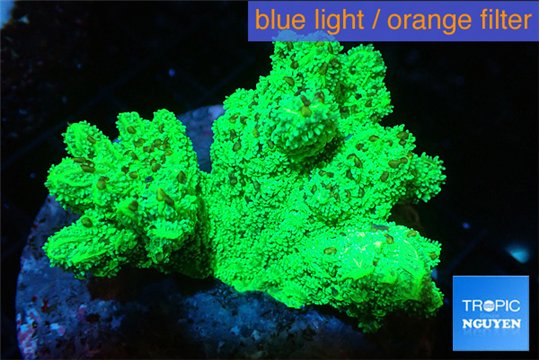 Hydnophora neon green 6-9 cm WYSIWYG acclimaté