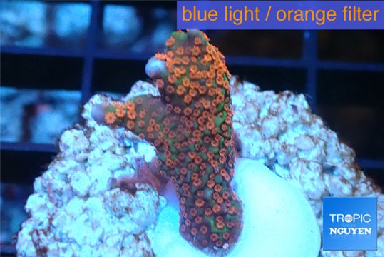 Montipora red fire forest 2-3 cm WYSIWYG acclimaté