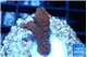 Montipora red fire forest 2-3 cm WYSIWYG acclimaté