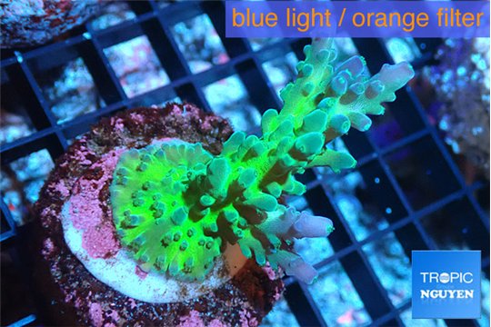 Acropora green & purple tip 3-5 cm WYSIWYG acclimaté