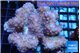 Pocillopora verrucosa pink 7-10 cm WYSIWYG acclimaté