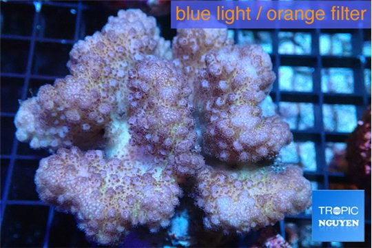 Pocillopora verrucosa pink 7-10 cm WYSIWYG acclimaté