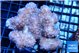 Pocillopora verrucosa pink 7-10 cm WYSIWYG acclimaté