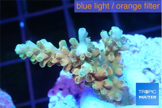 Acropora microclados gold 3-4 cm WYSIWYG acclimaté