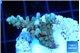 Acropora microclados gold 3-4 cm WYSIWYG acclimaté