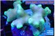 Stylophora green 7-10 cm WYSIWYG acclimaté