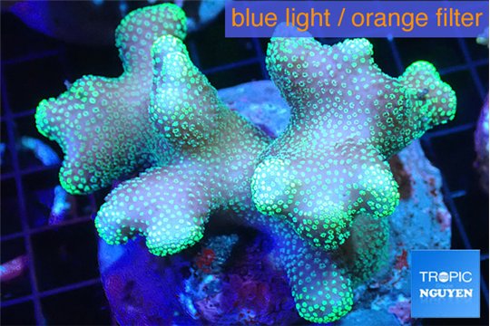 Stylophora green 7-10 cm WYSIWYG acclimaté