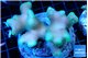 Stylophora green 7-10 cm WYSIWYG acclimaté