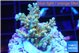 Acropora microclados gold 3-4 cm WYSIWYG acclimaté