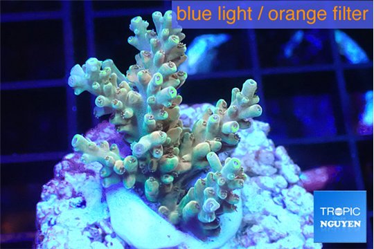Acropora microclados gold 3-4 cm WYSIWYG acclimaté