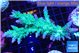 Acropora green & purple tip 7-11 cm WYSIWYG acclimaté