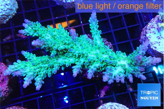 Acropora green & purple tip 7-11 cm WYSIWYG acclimaté
